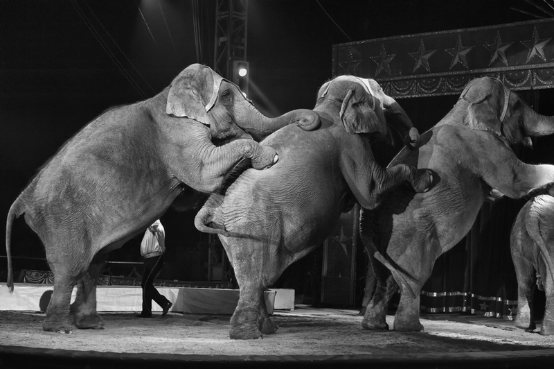 Illustration for article titled Why Freeing Elephant Performers Is Not Nearly Enough
